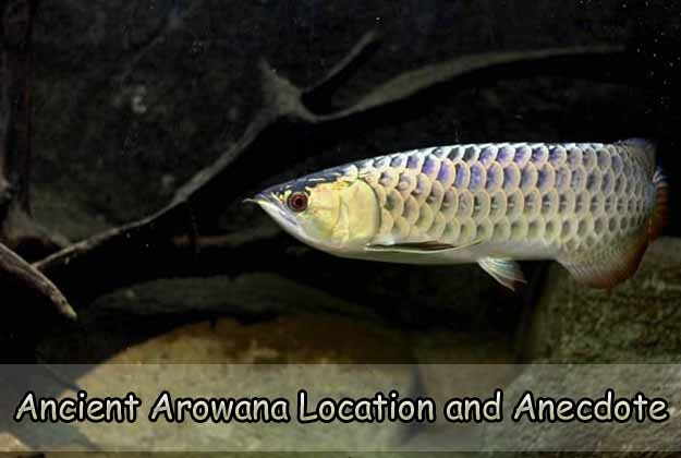 Ancient Arowana Location and Anecdote