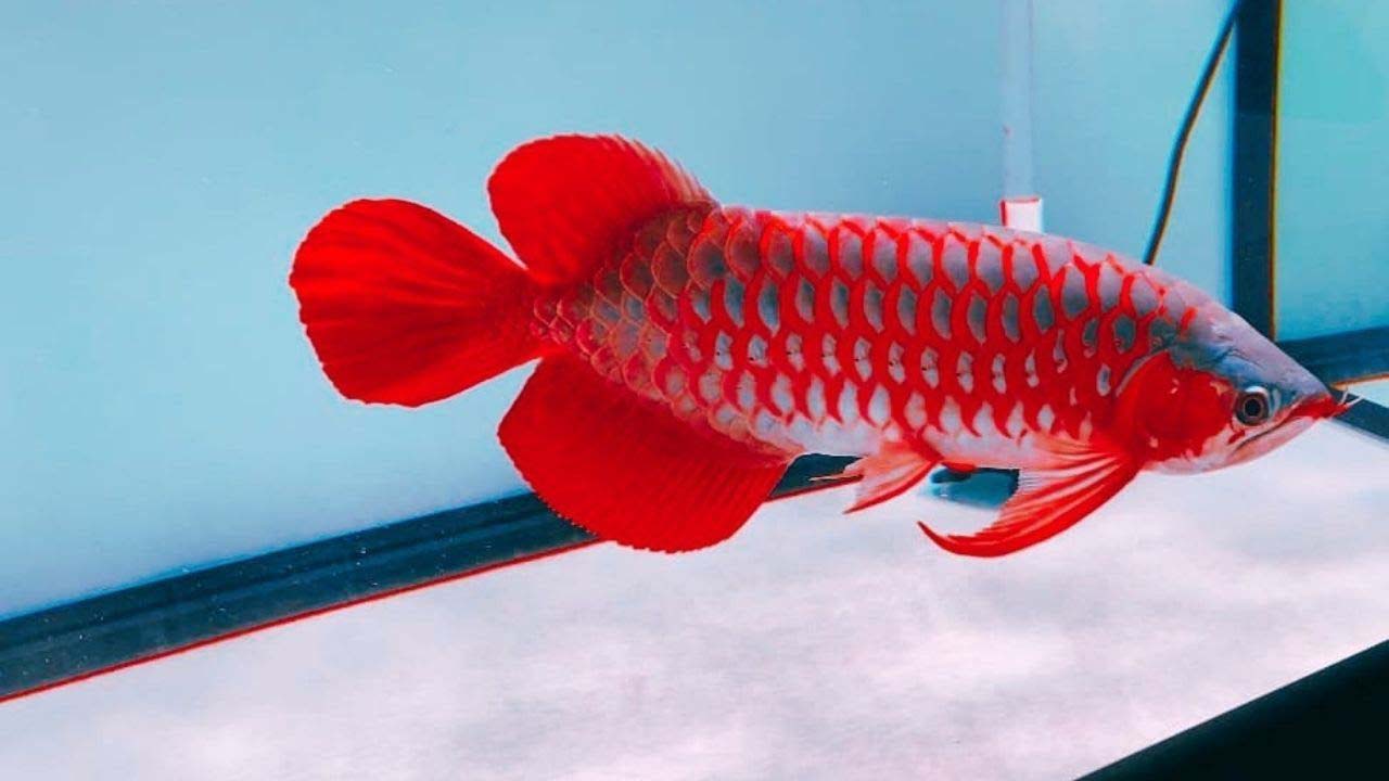 Red ancient arowana