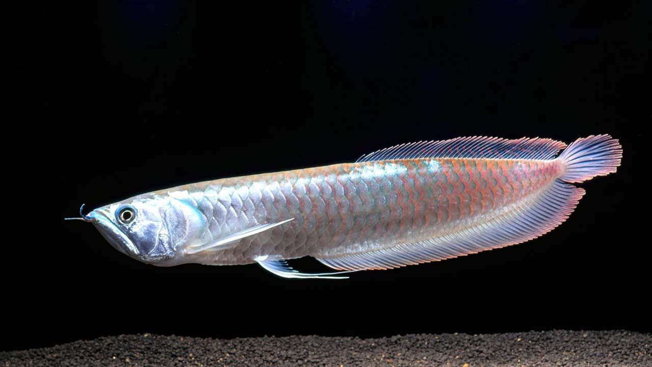 Ancient Arowana Anecdote