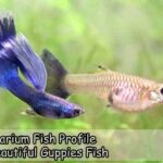 Aquarium Fish Profile – Beautiful Guppies Fish