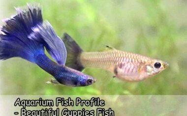 Aquarium Fish Profile – Beautiful Guppies Fish