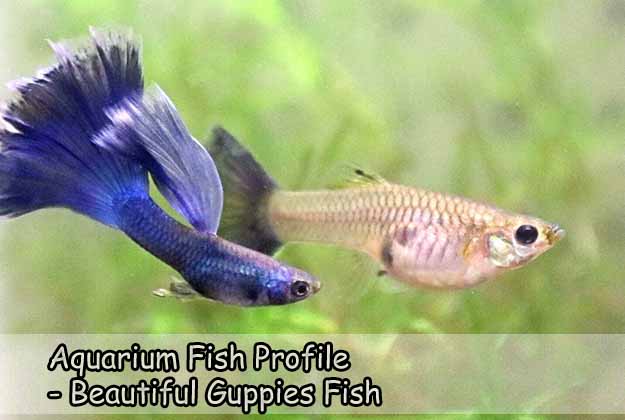 Aquarium Fish Profile - Beautiful Guppies Fish