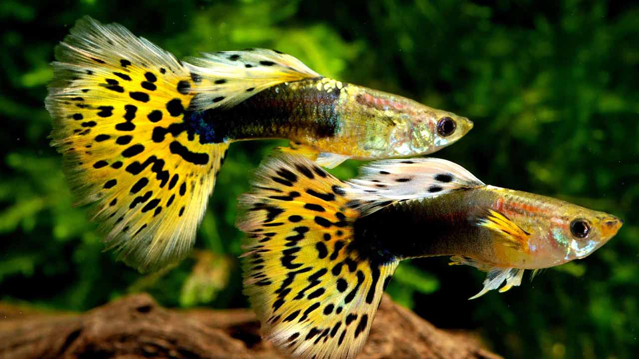 beautiful guppy fish