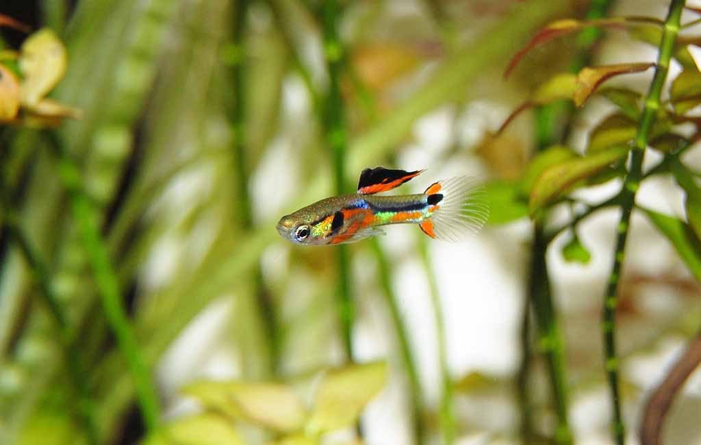 beautiful guppy fish