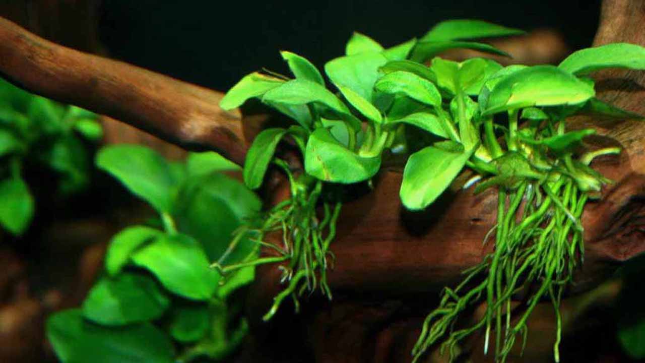 Anubias features