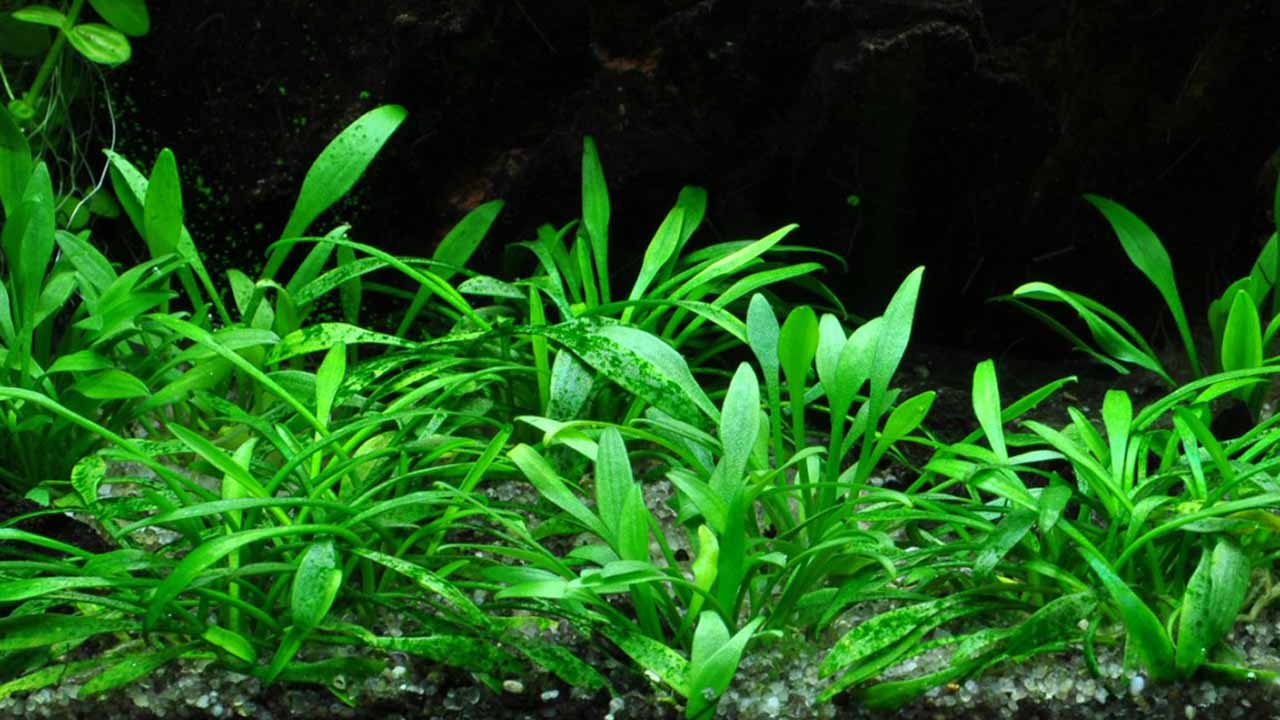 Cryptocoryne features