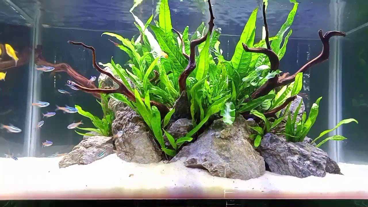 Java Fern feaures