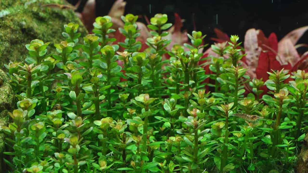 Rotala features