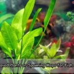 Broad-Leaved Plants or Spawning Mops for Fish Spawning