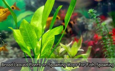 Broad-Leaved Plants or Spawning Mops for Fish Spawning