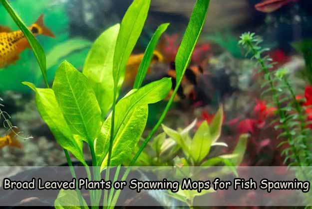 Broad-Leaved Plants or Spawning Mops for Fish Spawning