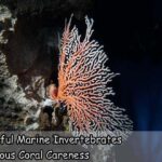 Colorful Marine Invertebrates Precious Coral Careness