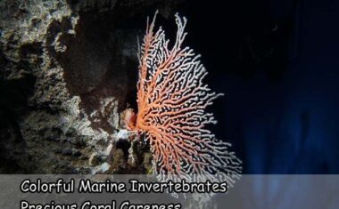 Colorful Marine Invertebrates Precious Coral Careness