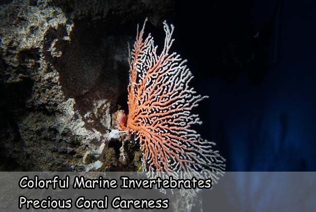 Colorful Marine Invertebrates Precious Coral Careness