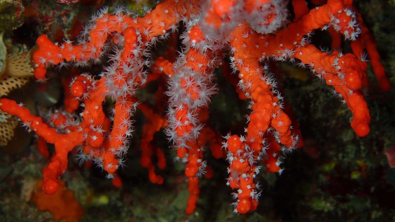 care of precious coral