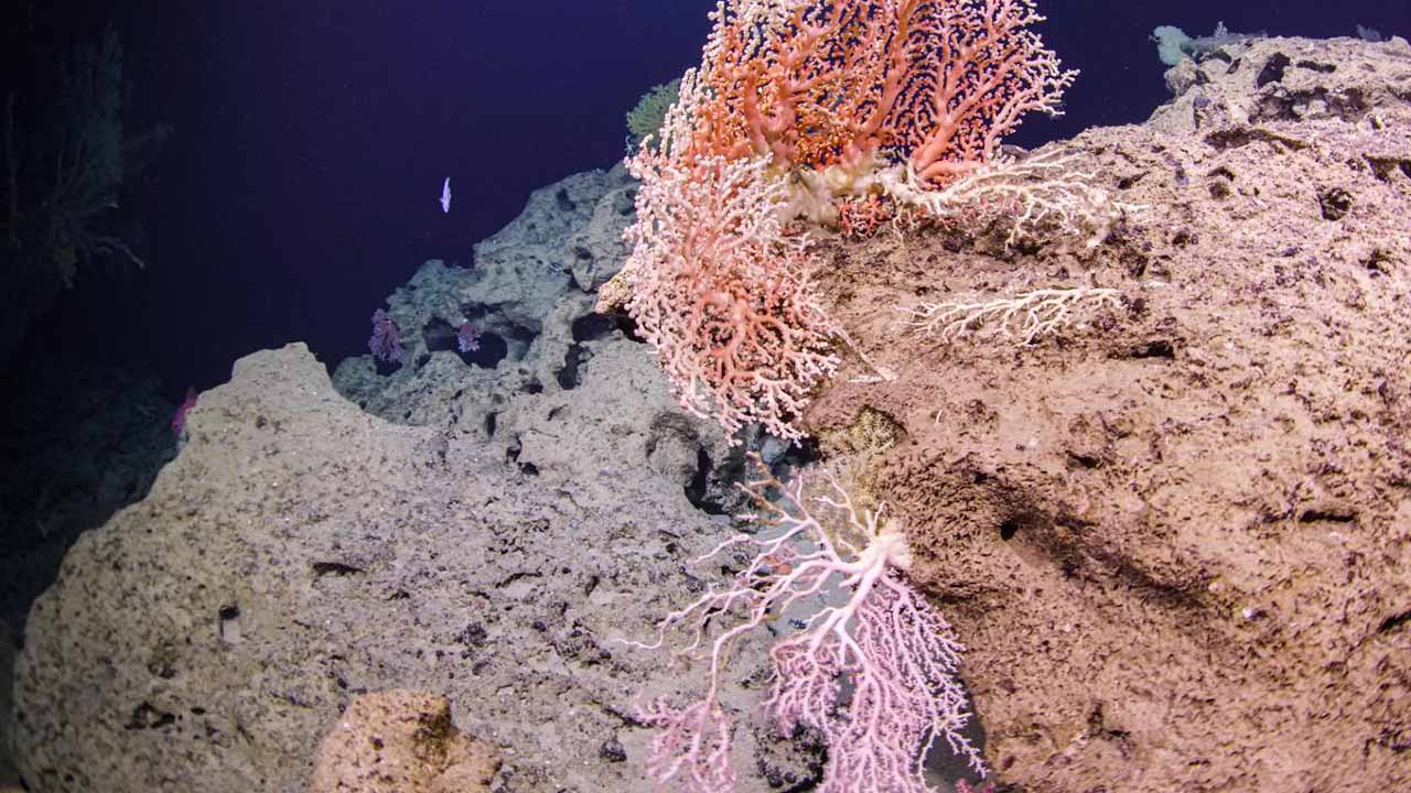 colorful marine invertebrate