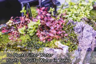 Do Plants Filter Water? Plants to Purify Water in Tanks