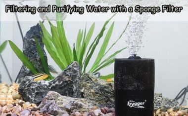 Filtering and Purifying Water with a Sponge Filter