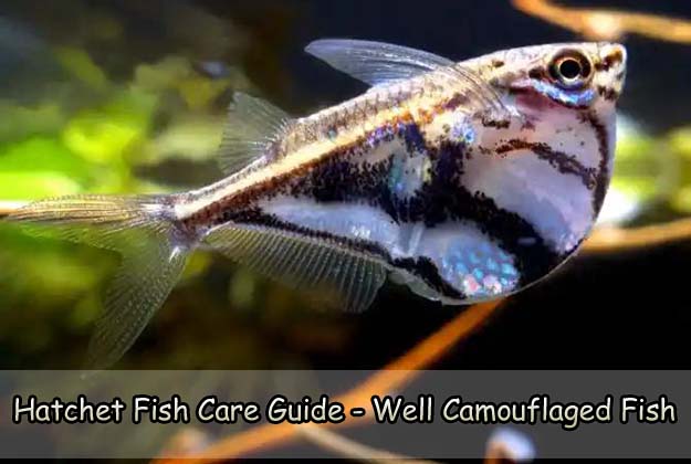 Hatchet Fish Care Guide - Well Camouflaged Fish