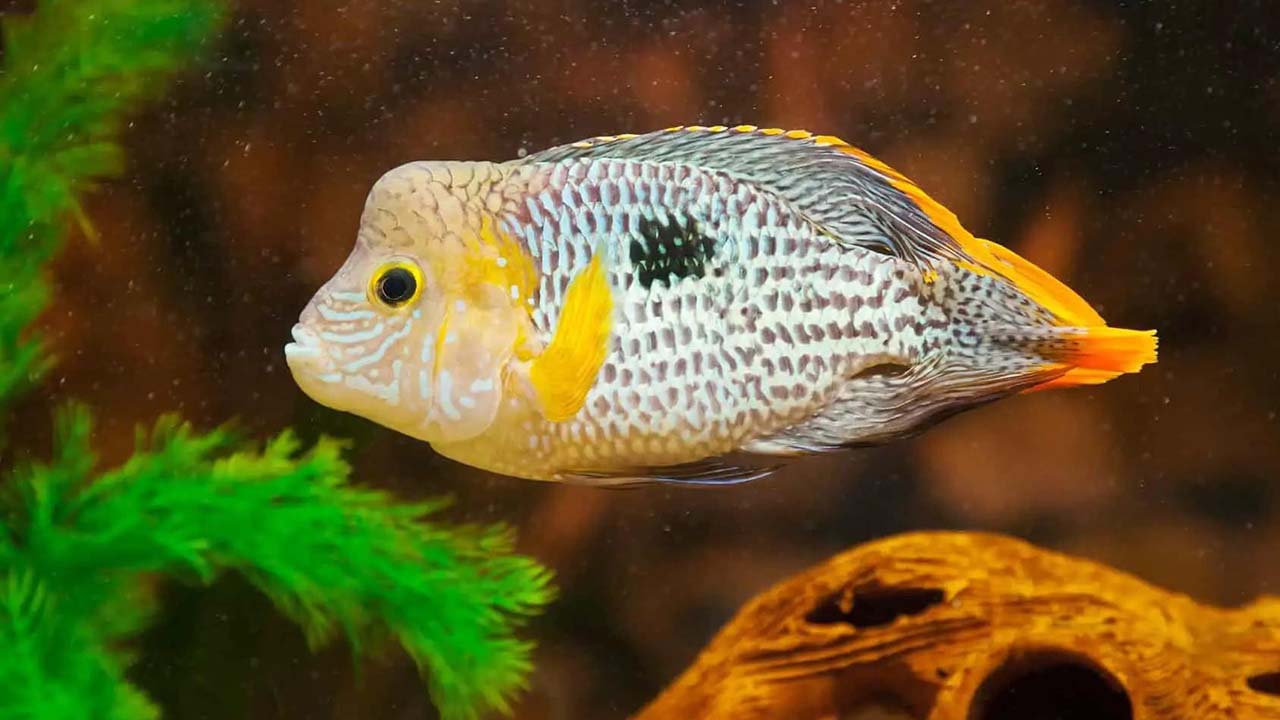 green terror cichlid