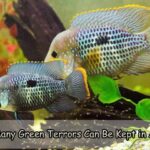 How Many Green Terrors Can Be Kept in A Tank