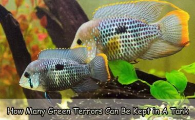 How Many Green Terrors Can Be Kept in A Tank
