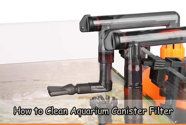 How to Clean Aquarium Canister Filter