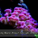 Learning More About Calcium in Reef Tank