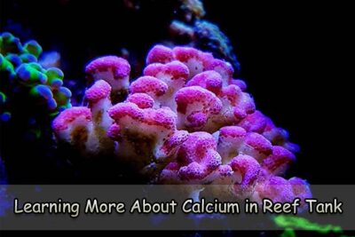 Learning More About Calcium in Reef Tank
