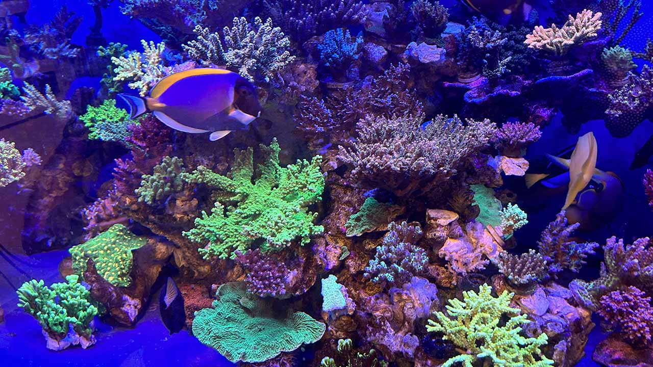 reef tank calcium level