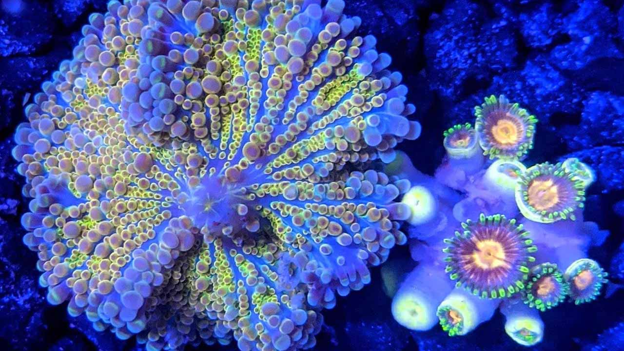 reef tank calcium