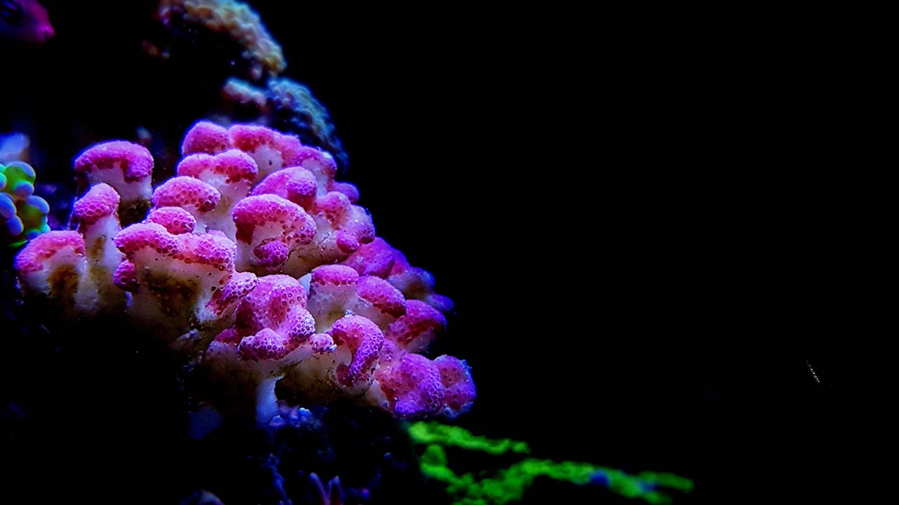Calcium in Reef Tank