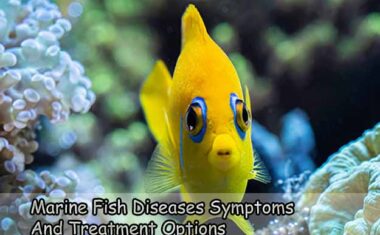Marine Fish Diseases Symptoms and Treatment Options