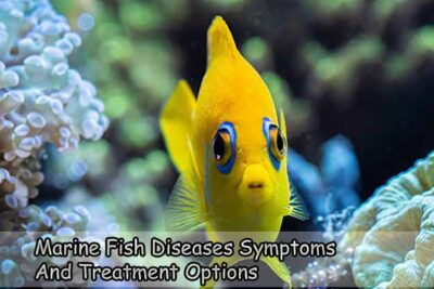 Marine Fish Diseases Symptoms and Treatment Options