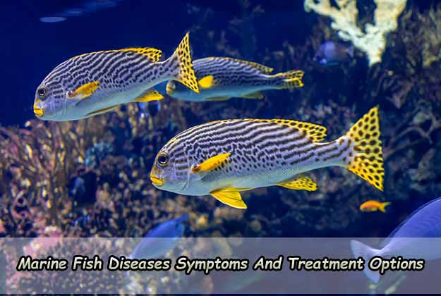 Marine Fish Diseases Symptoms and Treatment Options
