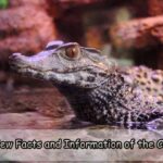 Overview Facts and Information of the Caimans