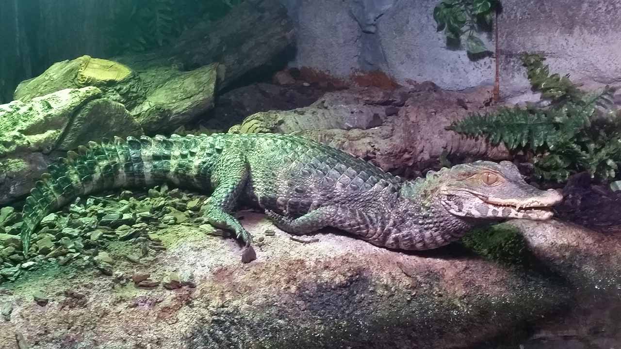 caiman