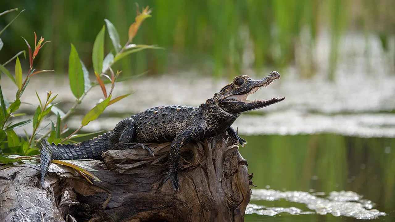 dwarf caiman