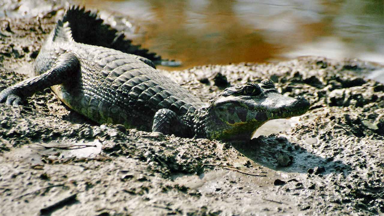 black caiman