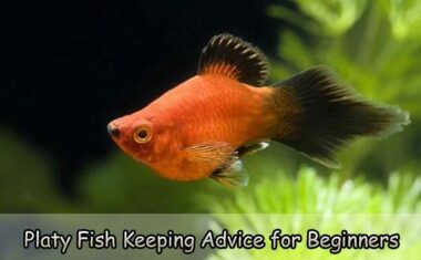 Platy Fish Keeping Advice for Beginners