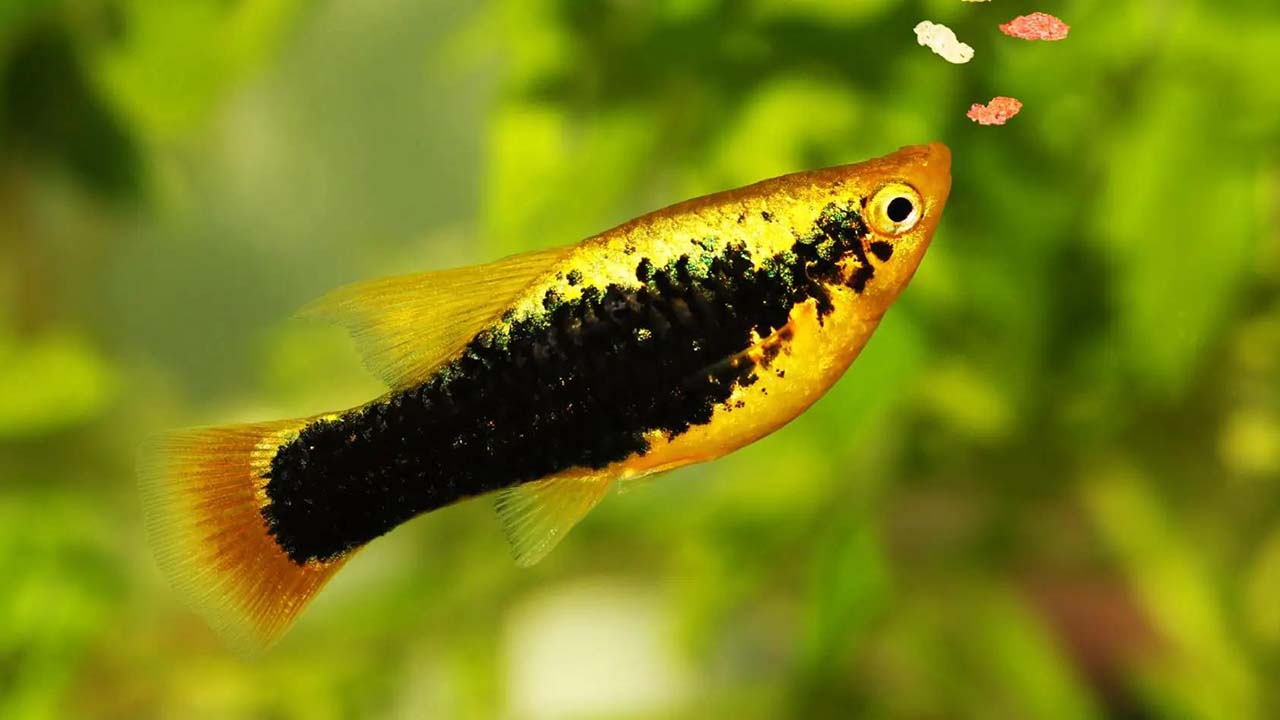 platy fish