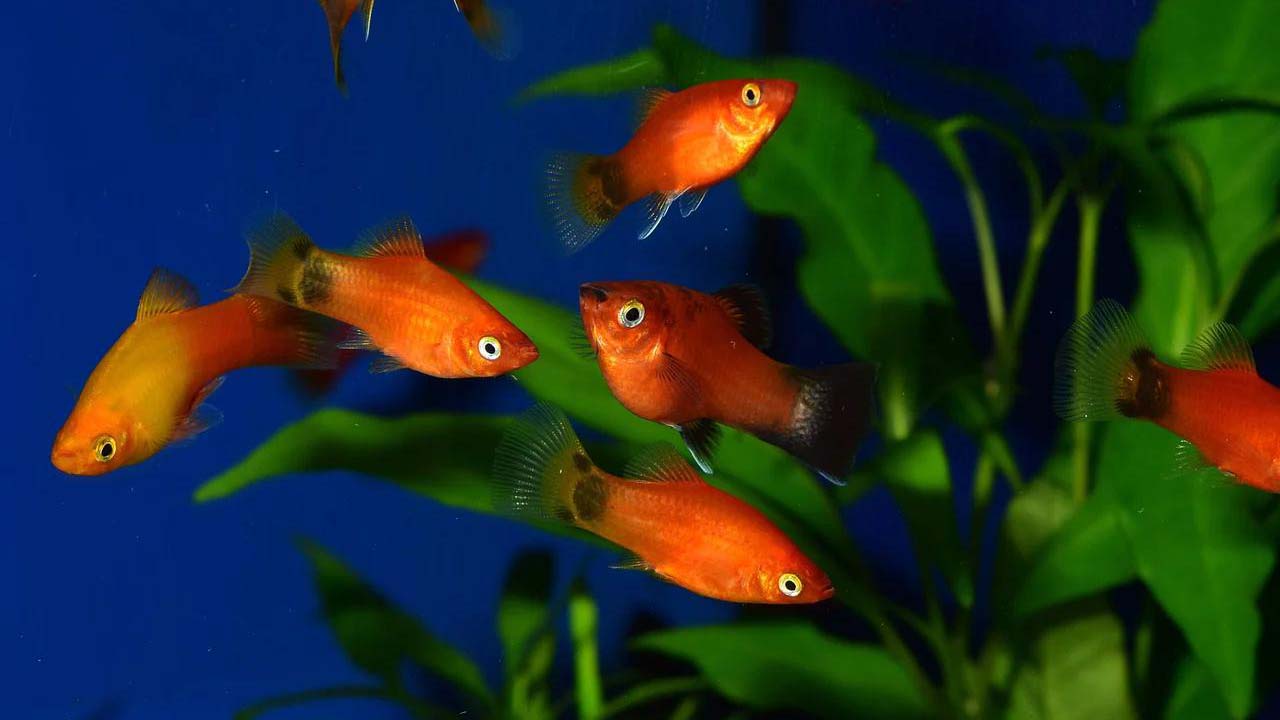 platy fish care