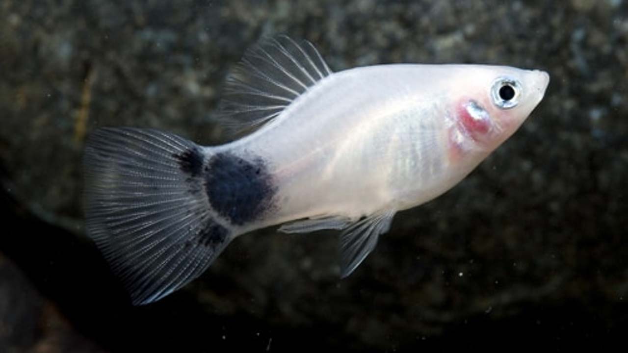 platy fish tank mate