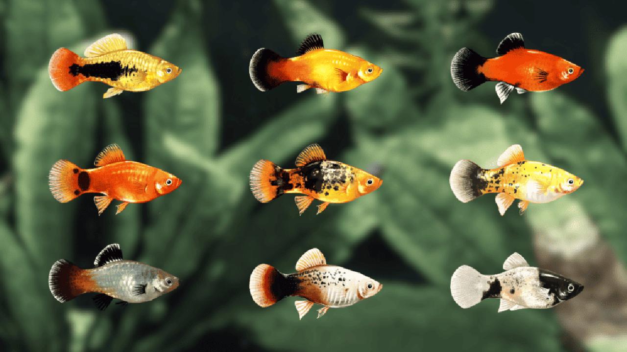 platy fish types