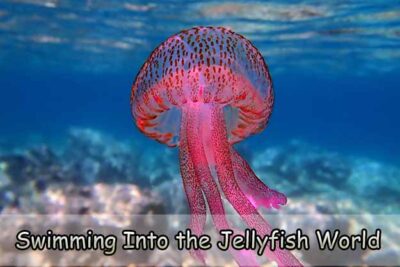 Swimming Into the Jellyfish World