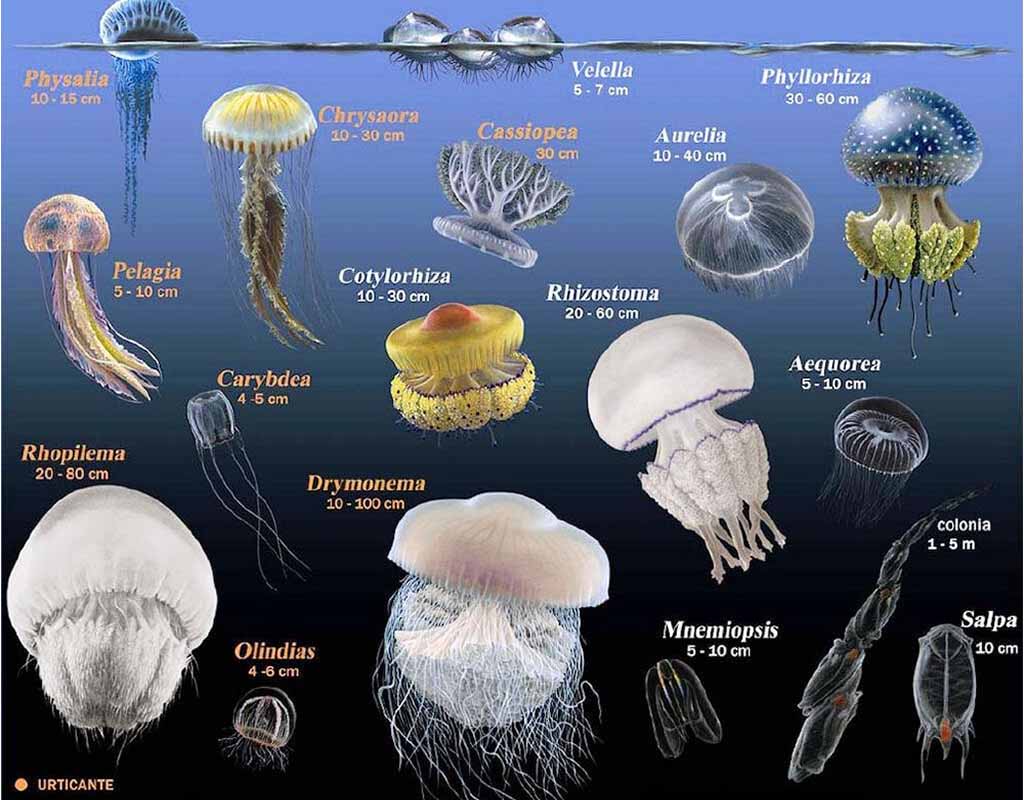 types of jellyfish