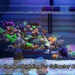 What is the Best Lighting for Saltwater Aquarium