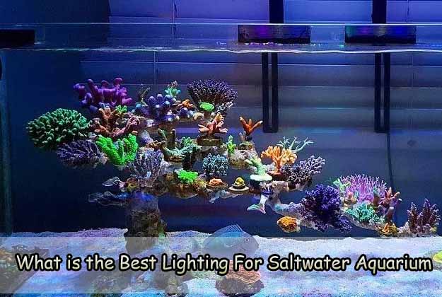 What is the Best Lighting for Saltwater Aquarium