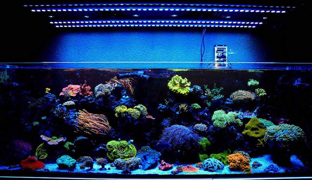 lighting for saltwater aquarium