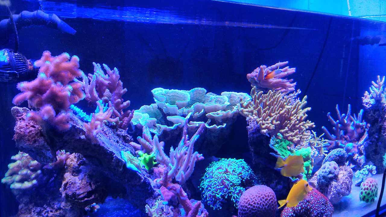 saltwater aquarium lighting